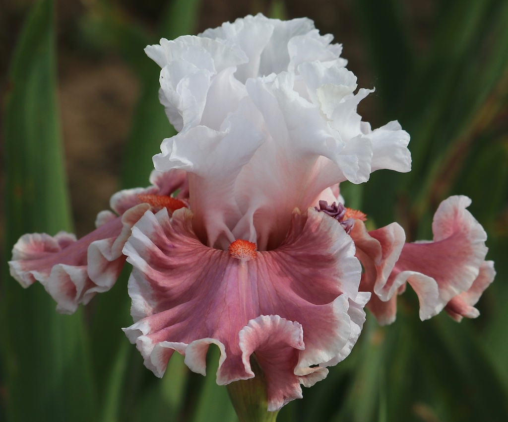Lovely Livvy | Mid-America Garden